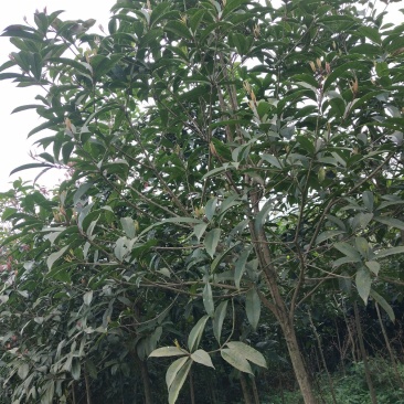 常年大量出售桂花树苗