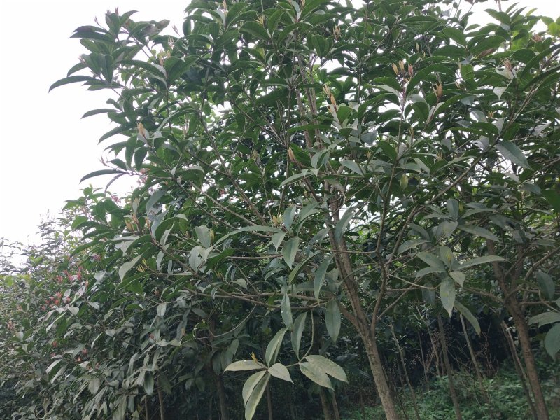 常年大量出售桂花树苗