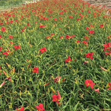 红宝石萱草红花地被萱草耐寒大花草花量大优惠