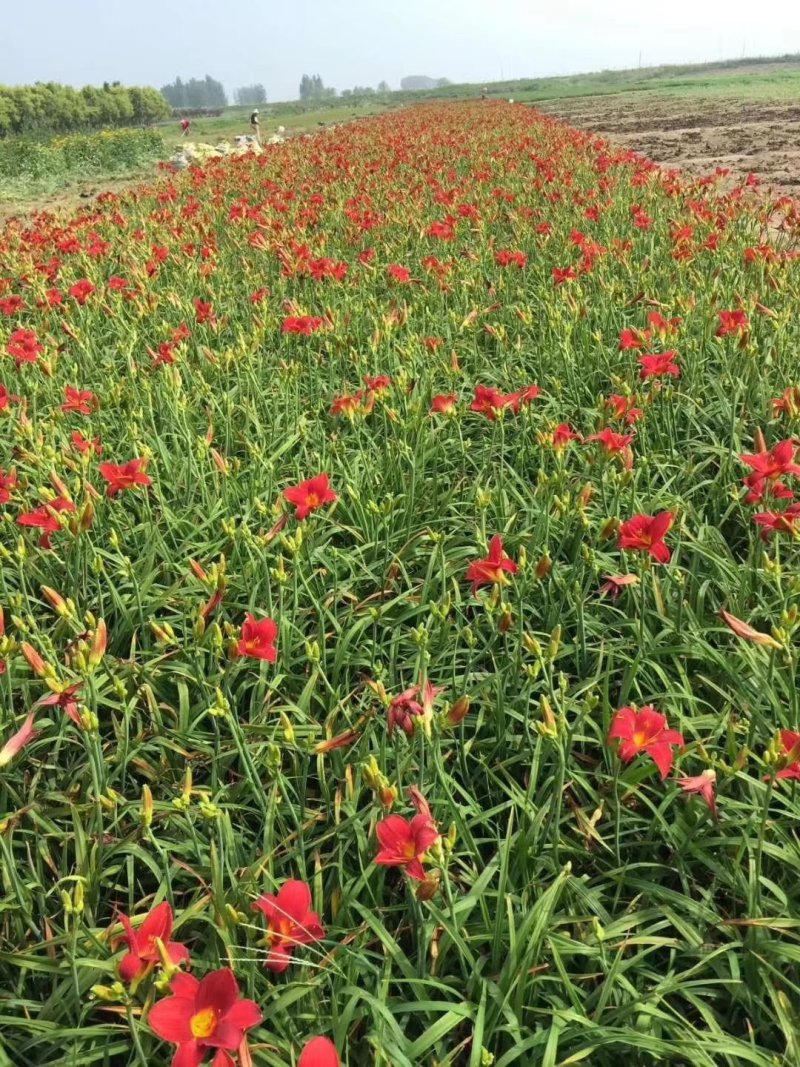红宝石萱草红花地被萱草耐寒大花草花量大优惠