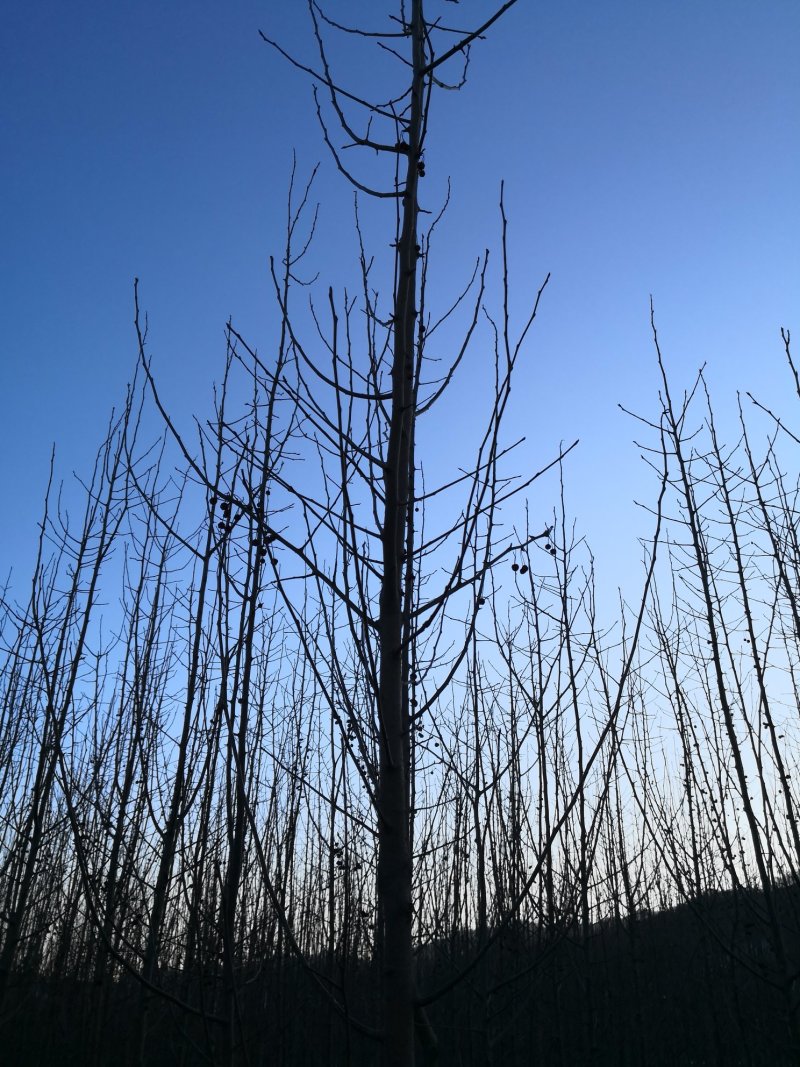 山丁子东北山荆子树苗规格全山丁子小苗种子量大优惠