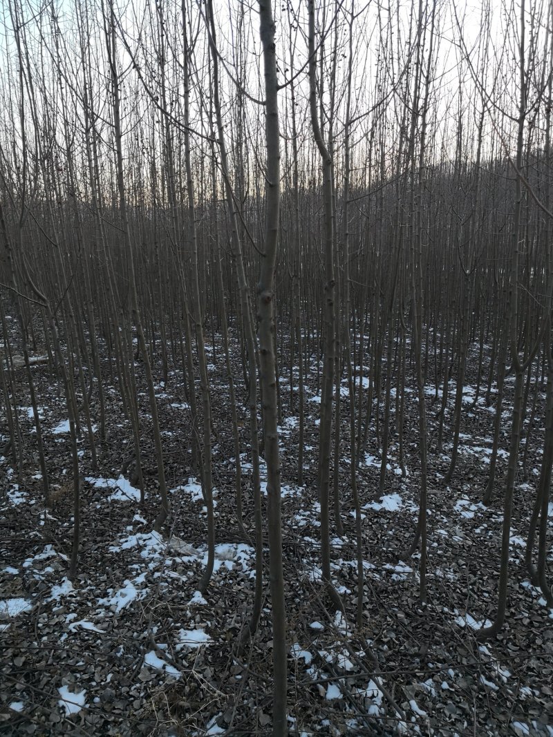 山丁子东北山荆子树苗规格全山丁子小苗种子量大优惠