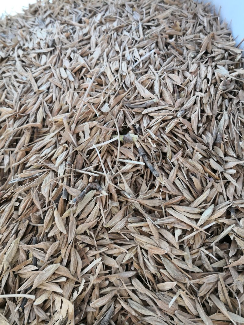 樱桃种子东北山樱桃种子毛樱桃籽量大优惠