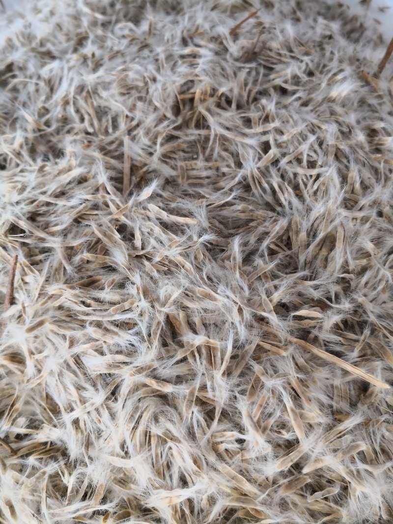 梓树种子梧桐树种子东北梓树绿化苗木颗粒饱满优惠