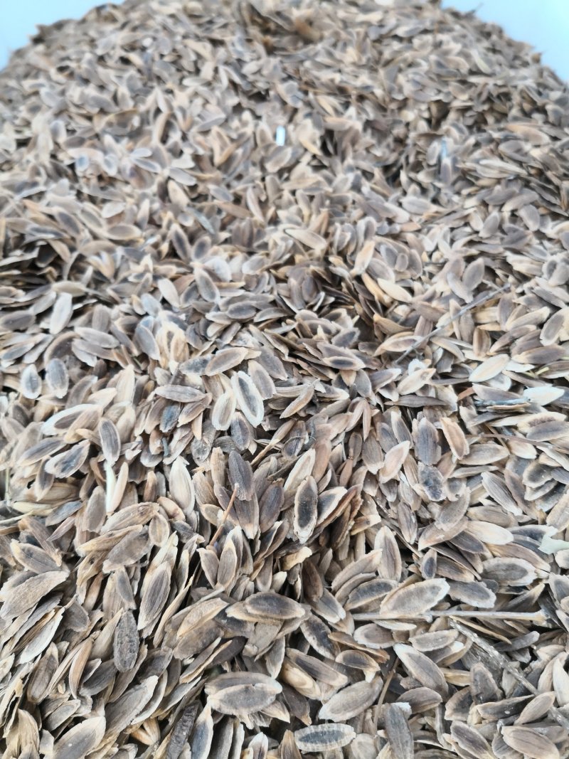 梓树种子梧桐树种子东北梓树绿化苗木颗粒饱满优惠