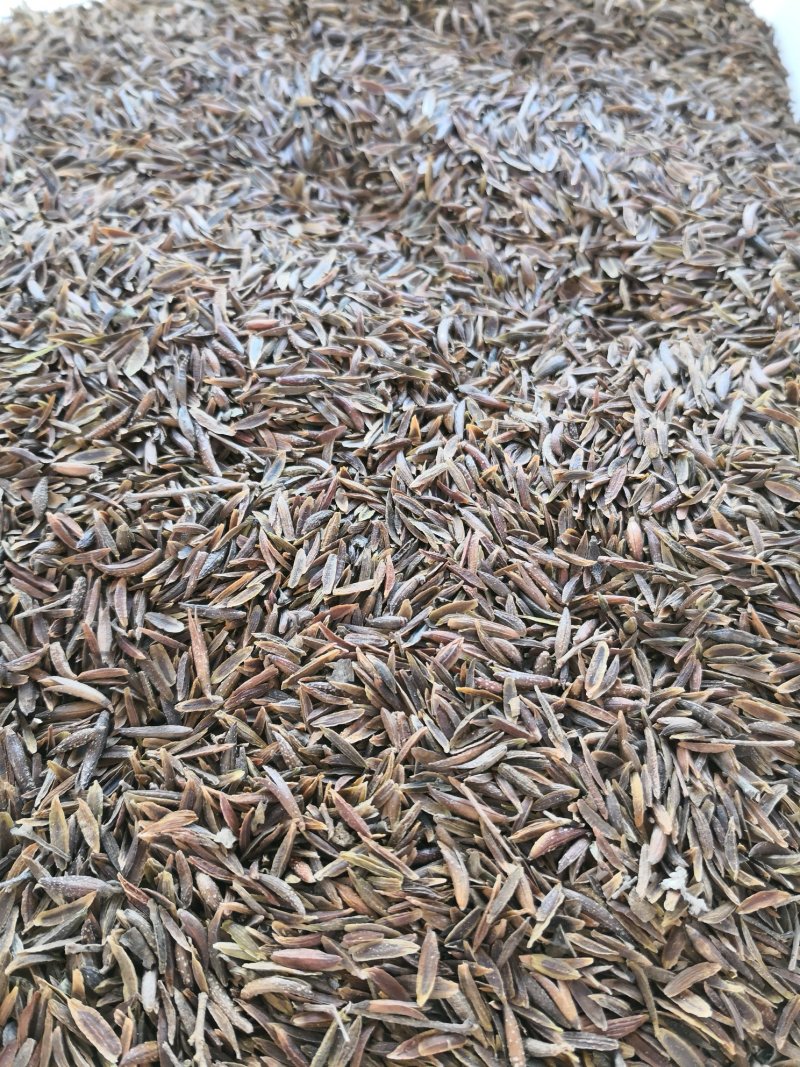 紫穗槐种子油条树苗种子东北林木种子量大优惠