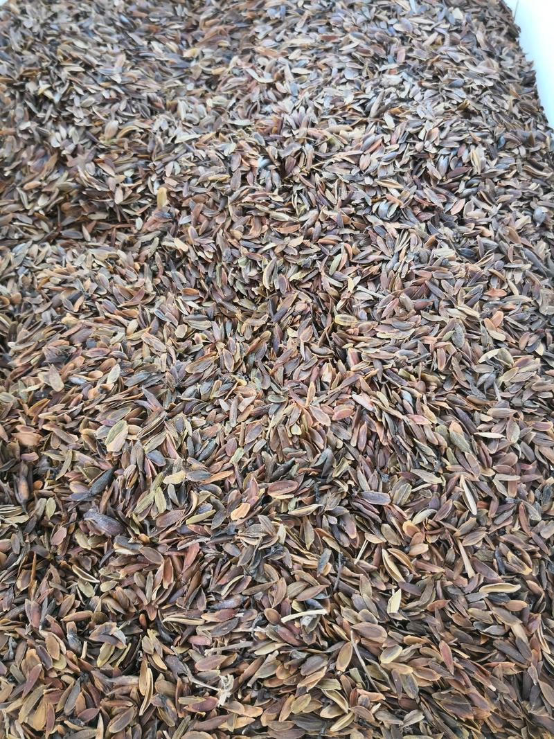 紫穗槐种子油条树苗种子东北林木种子量大优惠