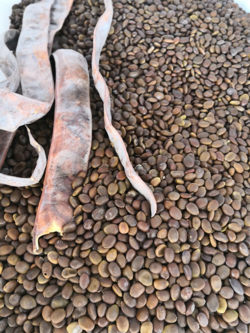 黄菠萝种子东北黄柏树苗种子播种小苗量大优惠