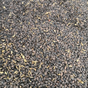 黄菠萝种子东北黄柏树苗种子播种小苗量大优惠
