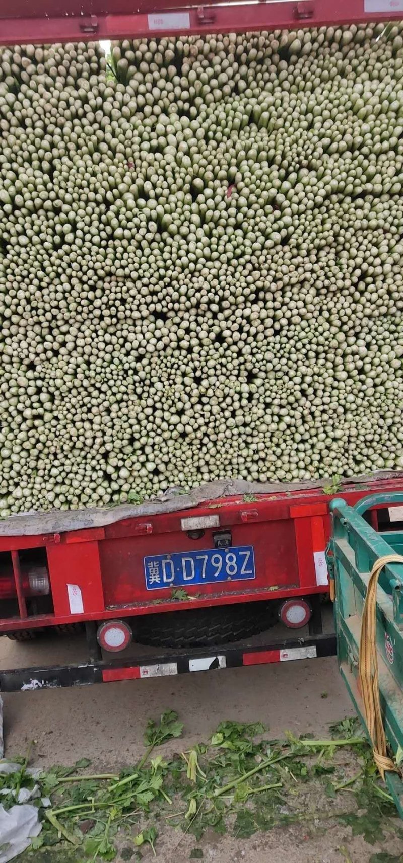 西芹55cm以上各种规格都有