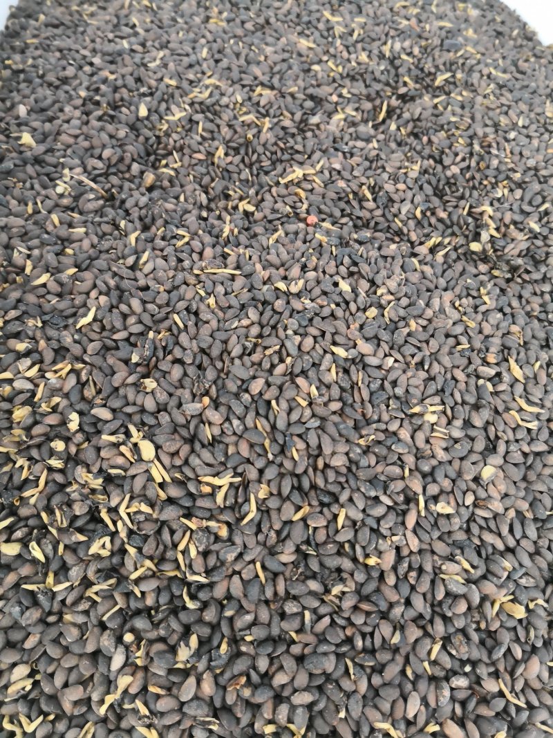 紫丁香种子大叶丁香树苗种子播种小苗量大优惠