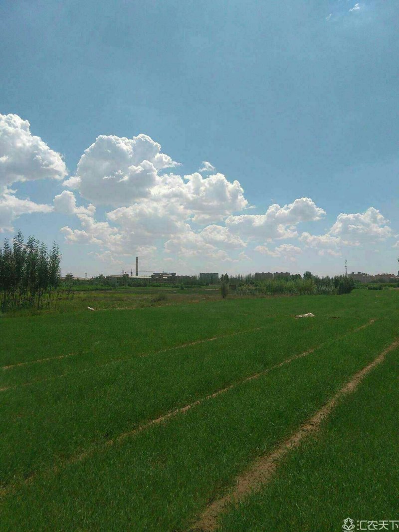 柠条苗，优质柠条苗，小叶锦鸡儿，一年生柠条苗二年生柠条苗