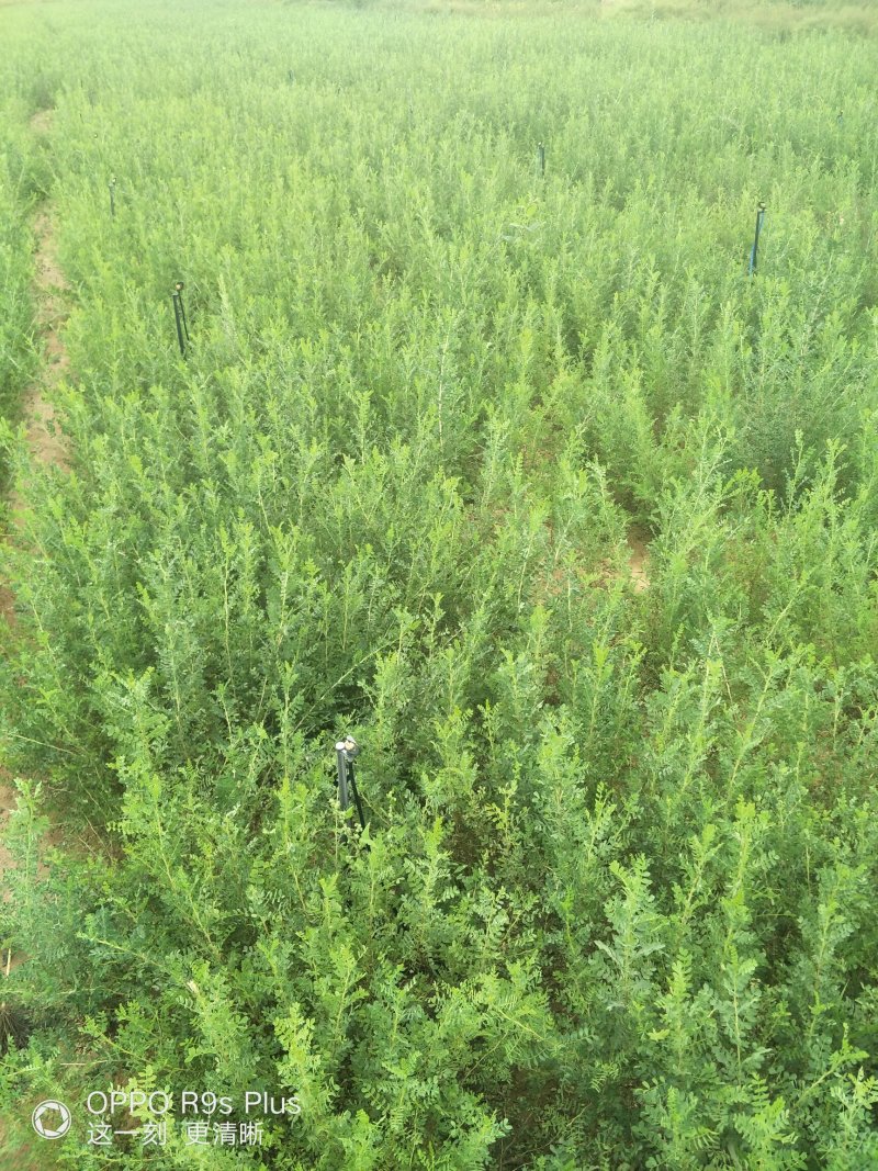 柠条苗，优质柠条苗，小叶锦鸡儿，一年生柠条苗二年生柠条苗