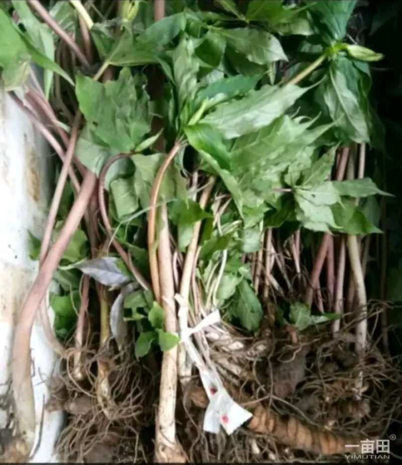四川华重楼苗，七叶一枝花，需要种植的老板可以订约了