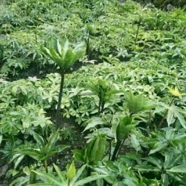 四川华重楼苗，七叶一枝花，需要种植的老板可以订约了