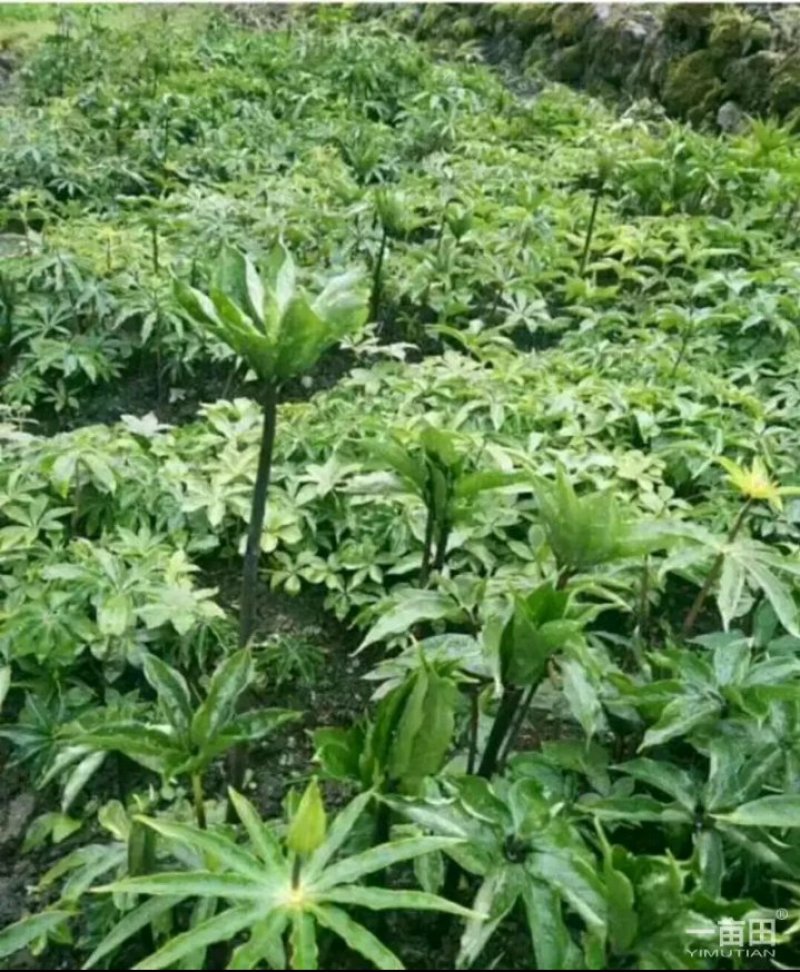 四川华重楼苗，七叶一枝花，需要种植的老板可以订约了
