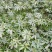 四川华重楼苗，七叶一枝花，需要种植的老板可以订约了