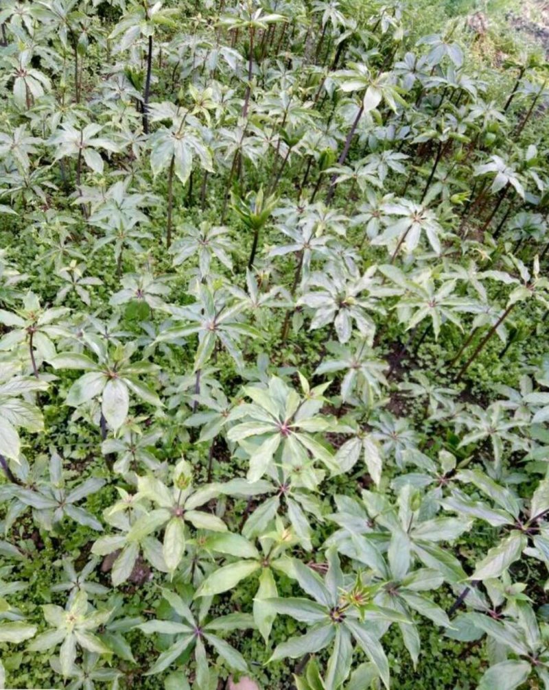 四川华重楼苗，七叶一枝花，需要种植的老板可以订约了