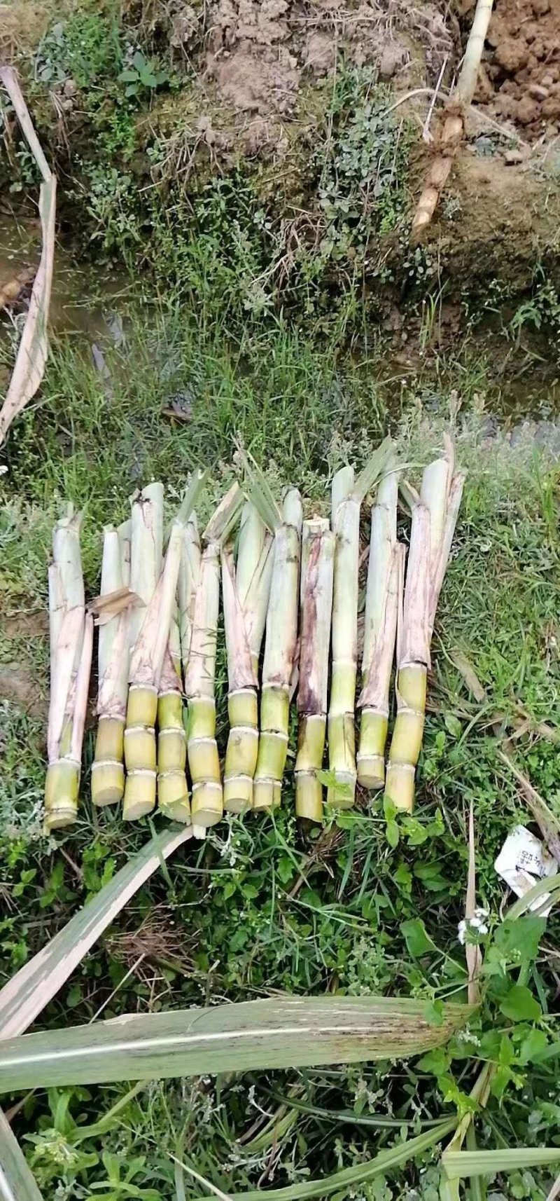 甘蔗种苗甘蔗种子4到7芽