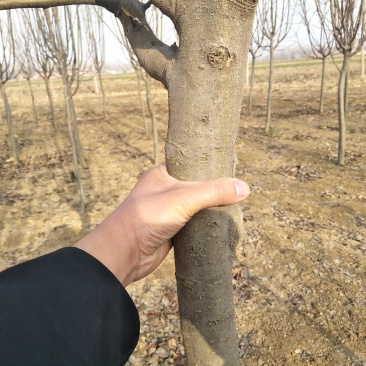 西府海棠低价处理海棠树直径4～6cm～12cm，海棠树