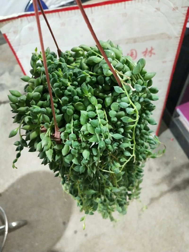 佛珠