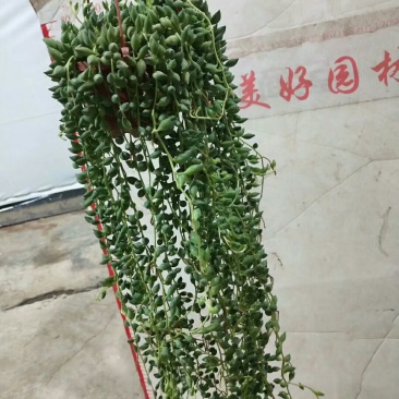 佛珠