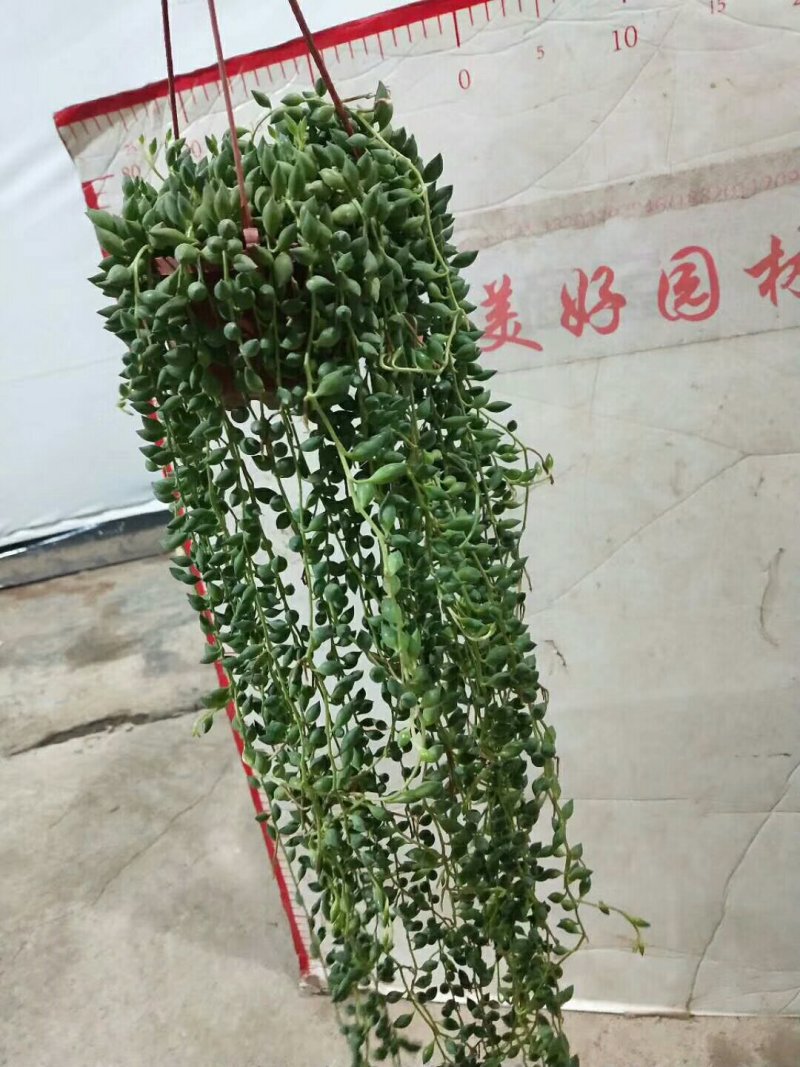 佛珠