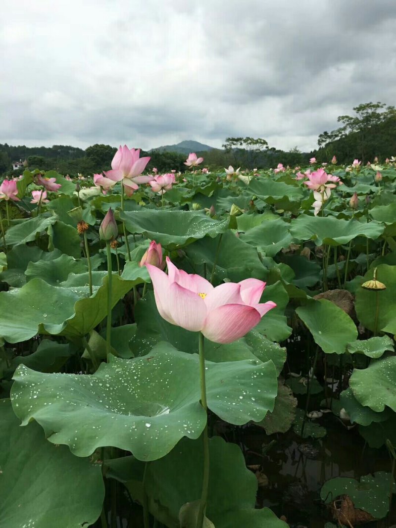 藕种，藕苗，香水莲，太空36号藕苗，