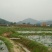 藕种,藕苗,香水莲,太空36号藕苗,