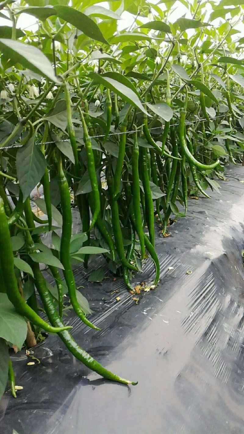 湖南线椒苗苗场直销价格优惠质量保证