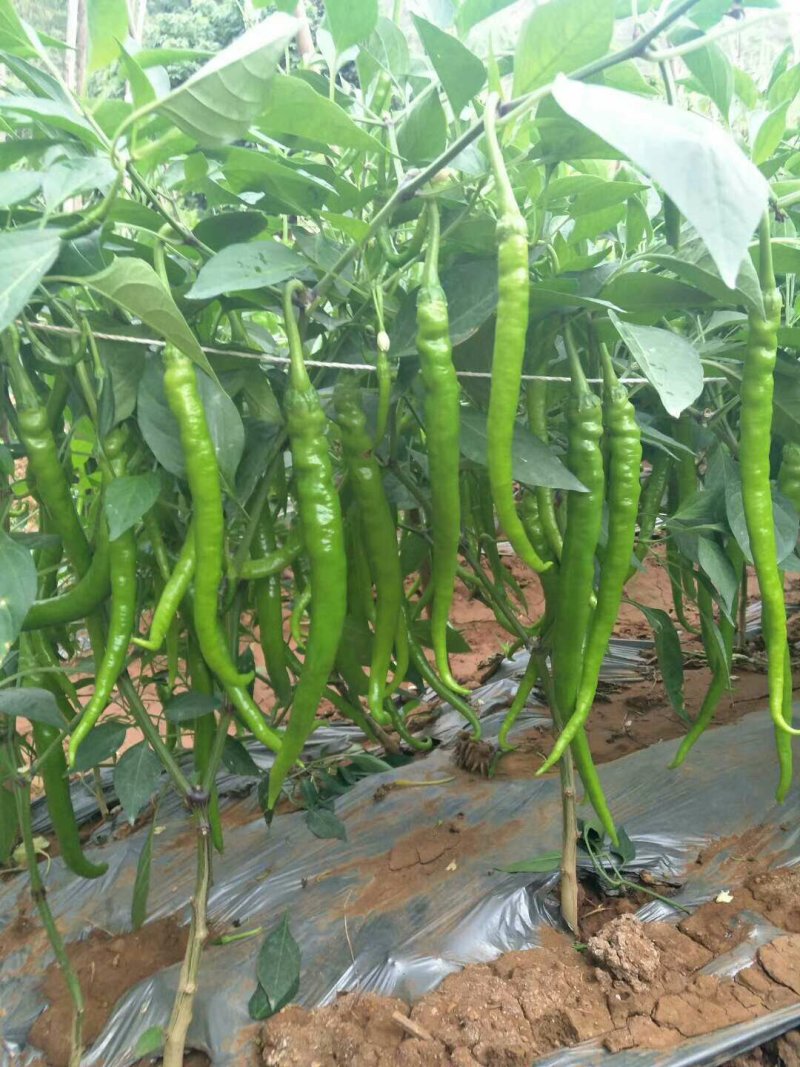 湖南线椒苗苗场直销价格优惠质量保证