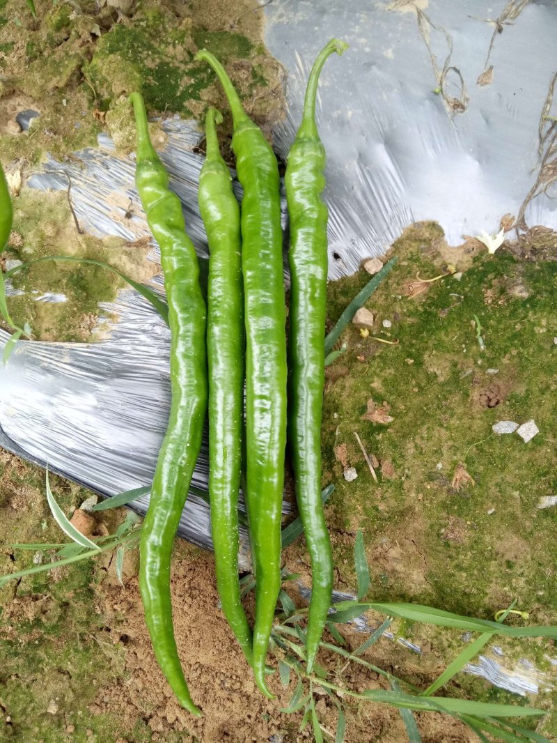 湖南线椒苗苗场直销价格优惠质量保证