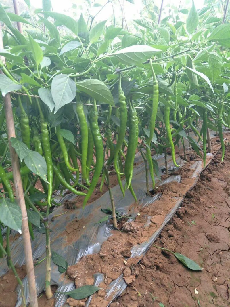 湖南线椒苗苗场直销价格优惠质量保证