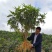五指毛桃苗营养袋苗带土发货南方种植五指毛桃树苗