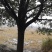 精品香樟15至30公分