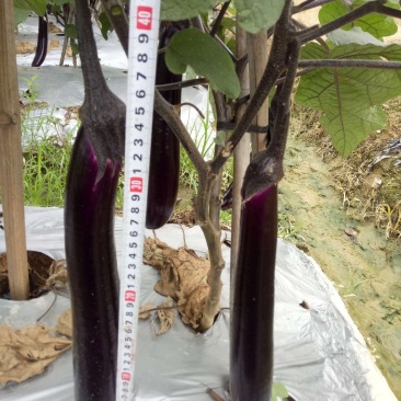 紫红长茄嫁接苗