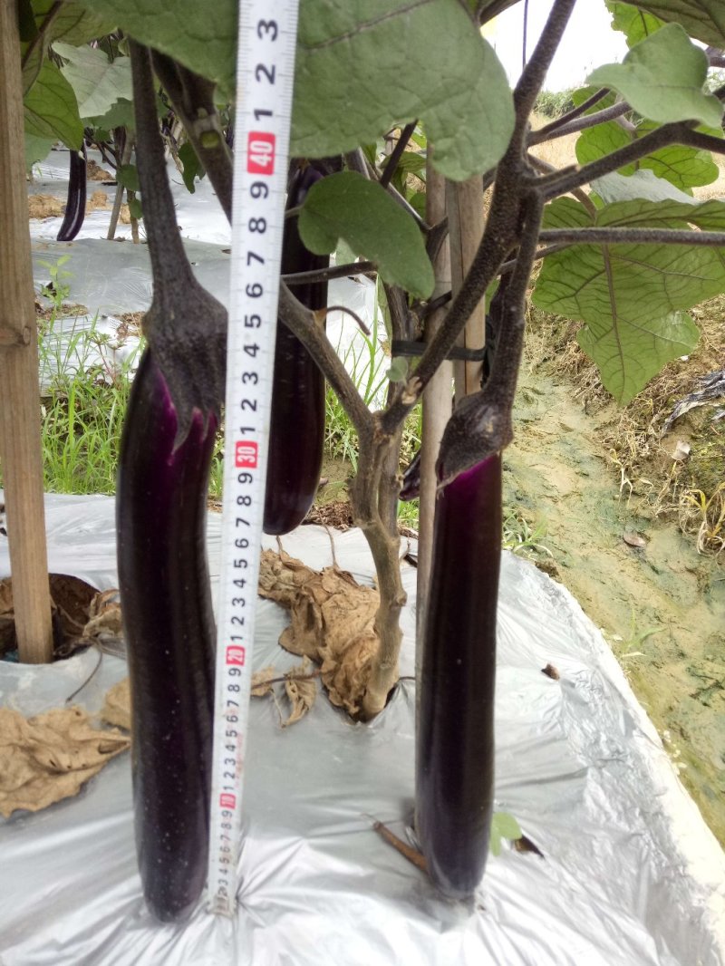 嫁接紫红长茄苗：广茄苗：茄子苗，苗场直供全基质穴盘苗