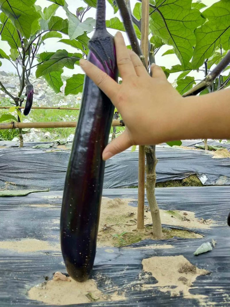 嫁接紫红长茄苗：广茄苗：茄子苗，苗场直供全基质穴盘苗