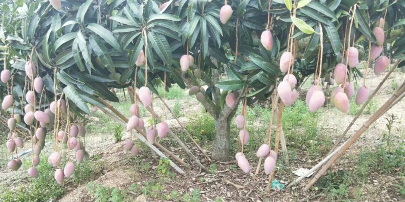 红贵妃芒果苗芒果苗，正品嫁接苗