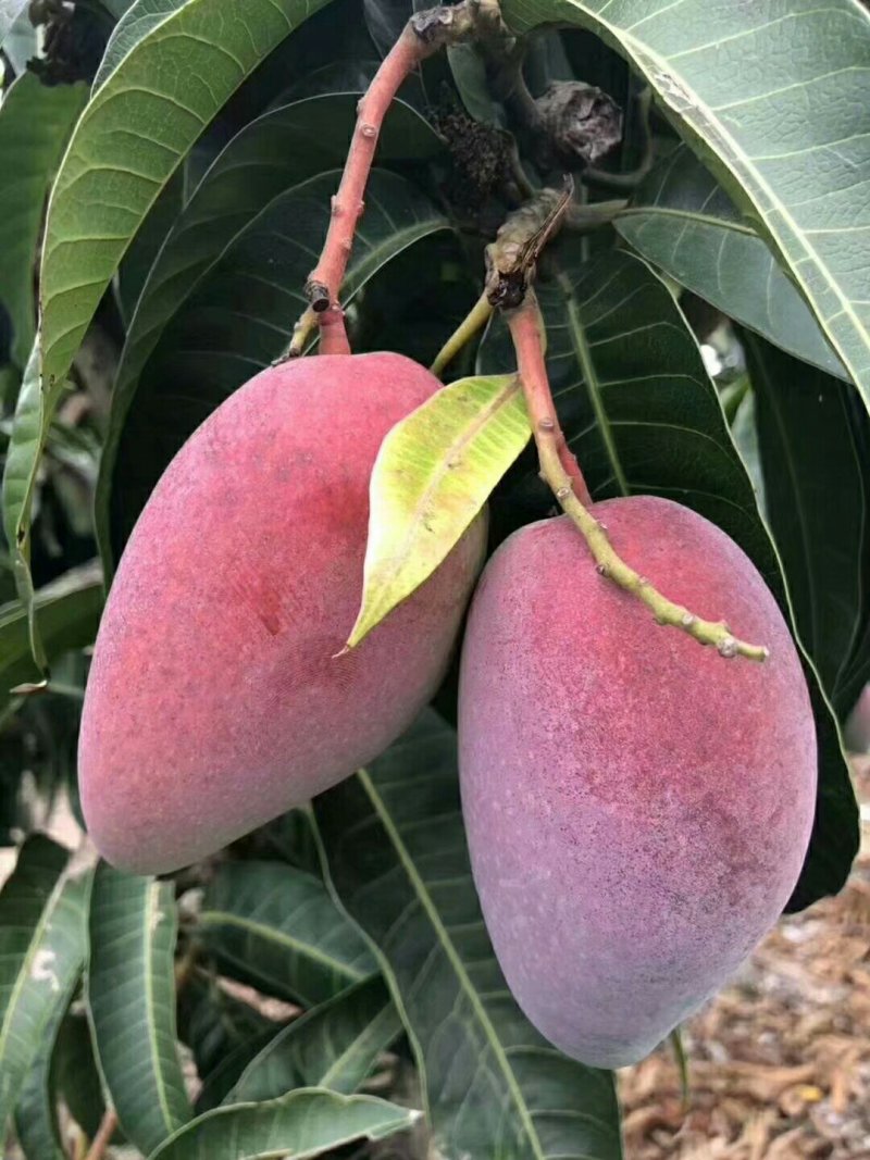 红贵妃芒果苗芒果苗，正品嫁接苗