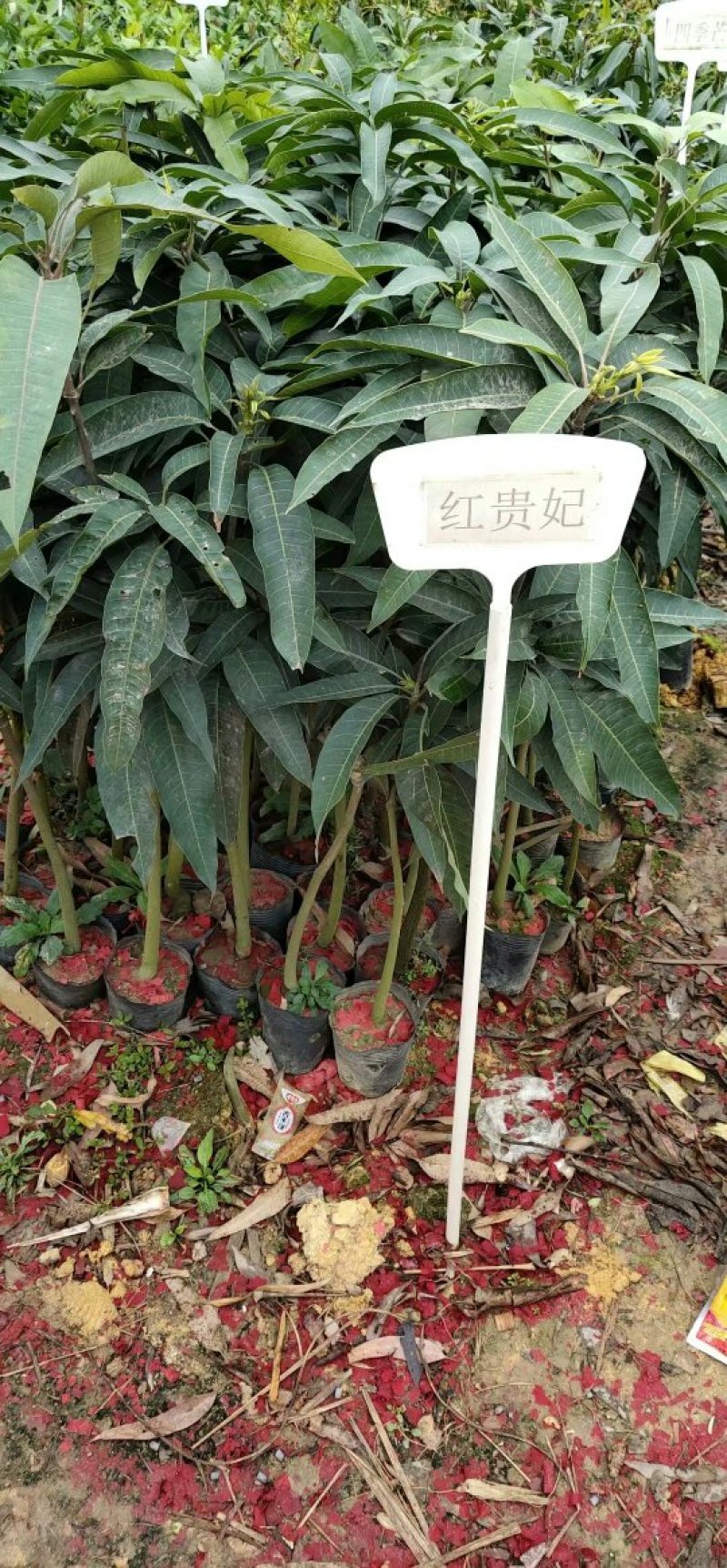 红贵妃芒果苗芒果苗，正品嫁接苗