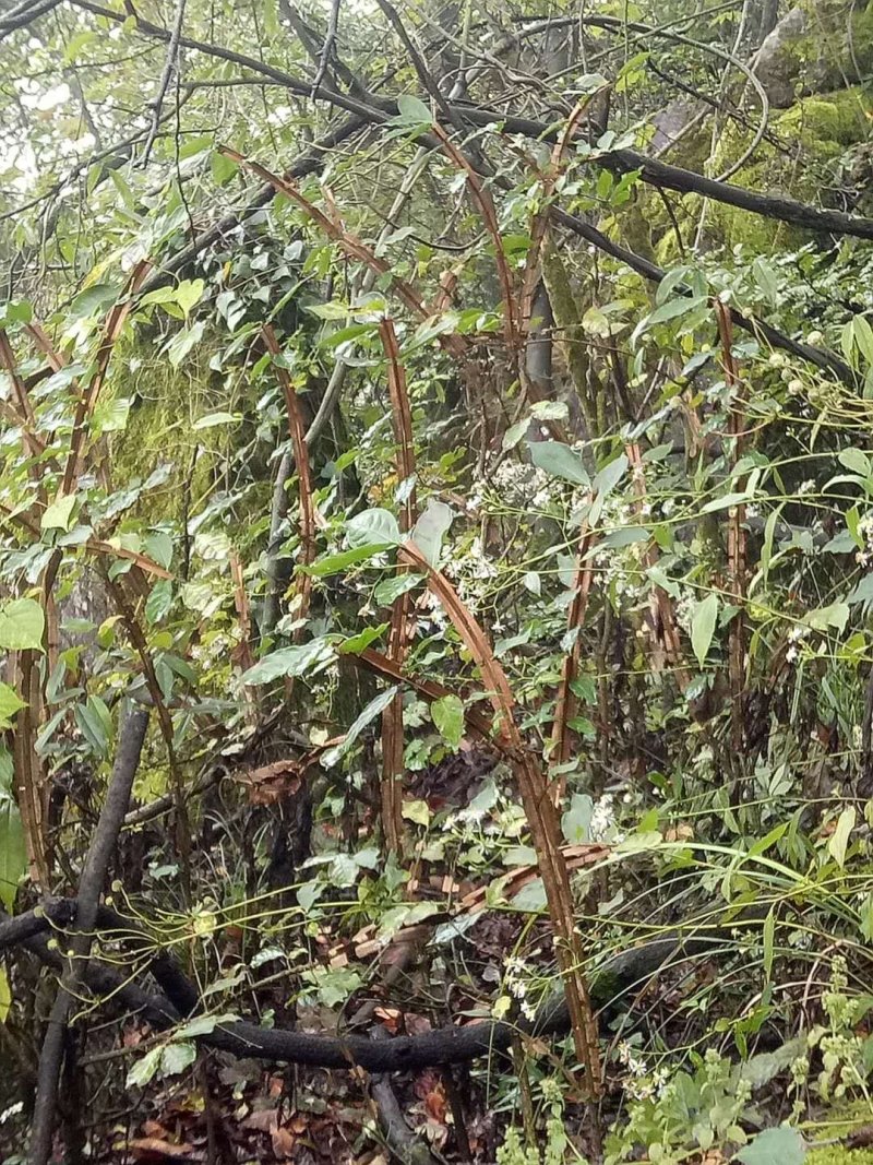 鬼箭羽药材种苗