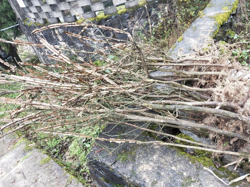 鬼箭羽药材种苗