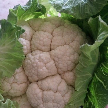 汉中菜花紧花1～3斤乳白，量大从优，固定发车，质量保