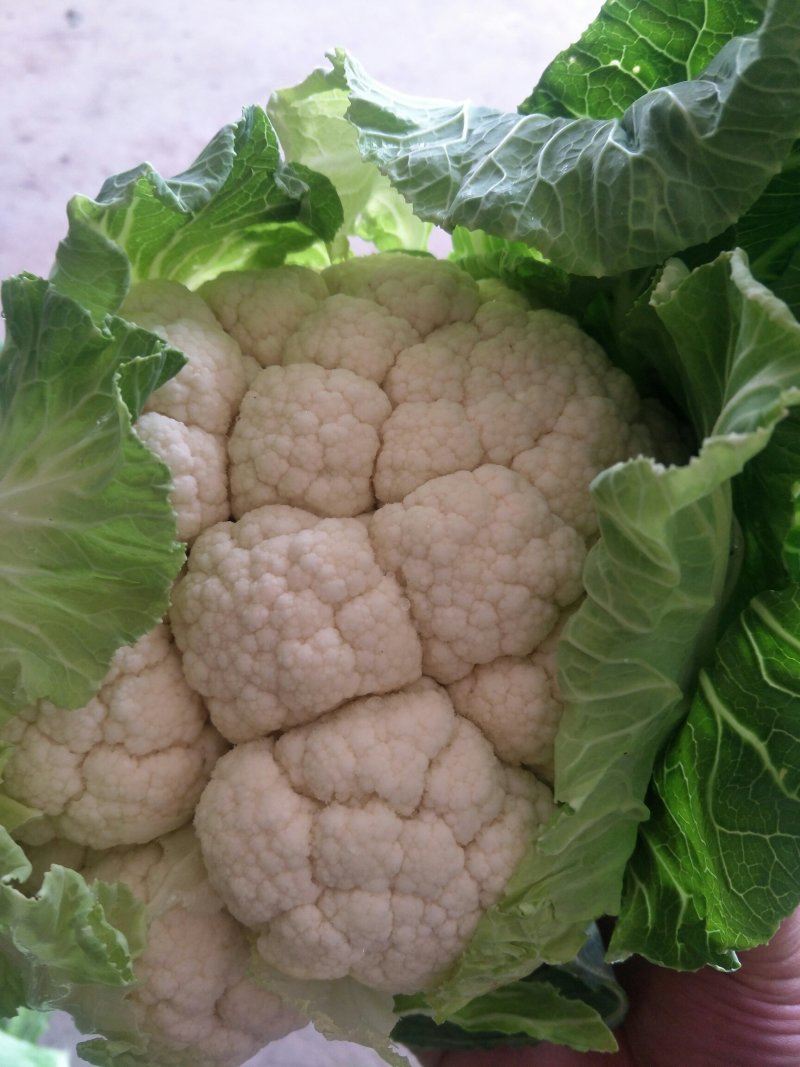 汉中菜花紧花1～3斤乳白，量大从优，固定发车，质量保