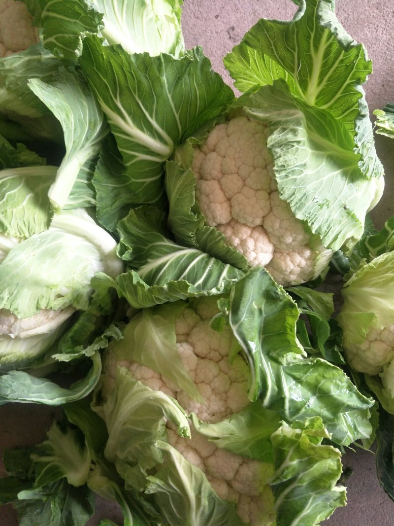 汉中菜花紧花1～3斤乳白，量大从优，固定发车，质量保