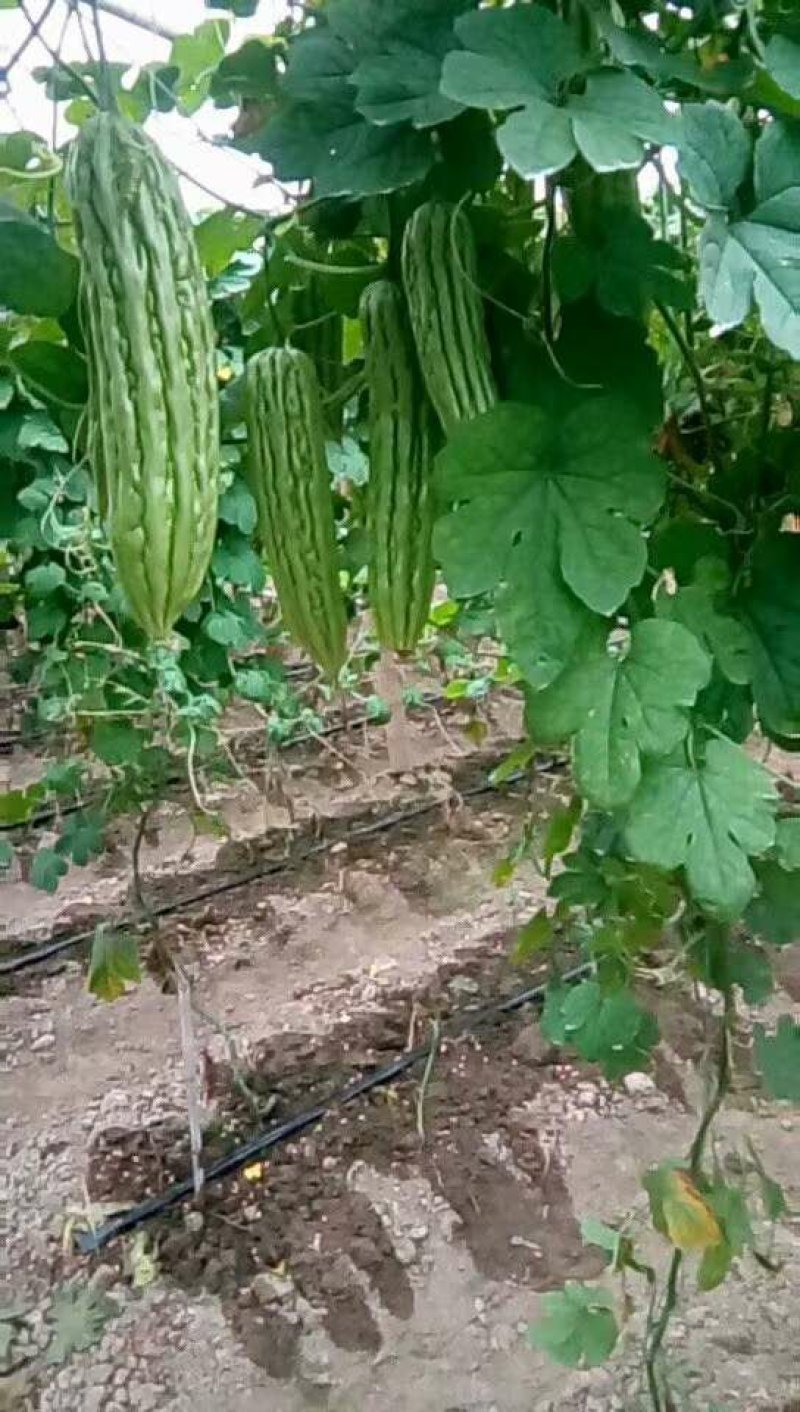 油瓜苗直生苗苦瓜苗苗场直销价格优惠质量保证