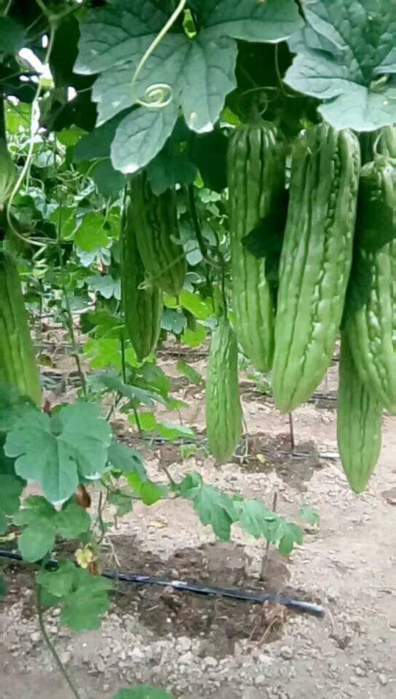 油瓜苗直生苗苦瓜苗苗场直销价格优惠质量保证