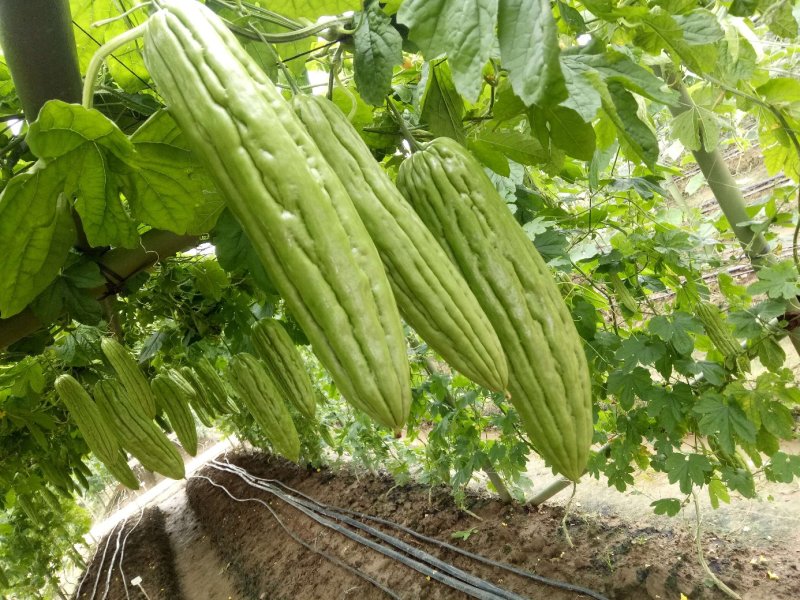 油瓜苗直生苗苦瓜苗苗场直销价格优惠质量保证