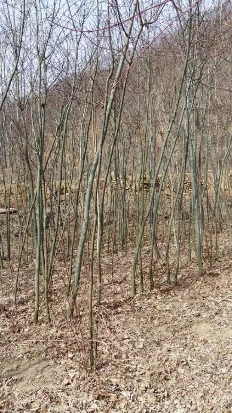 山西青皮椴树自产自销1公分2公分3公分4公分5公分6公分